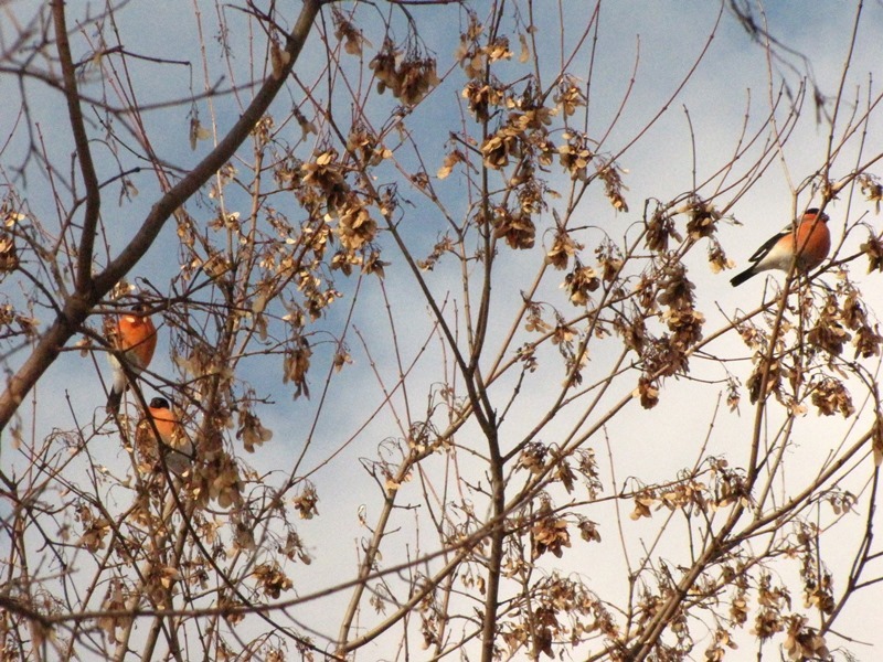 Birds of the Lyublino region - My, Birds, The photo, My, Longpost, Bird watching, 