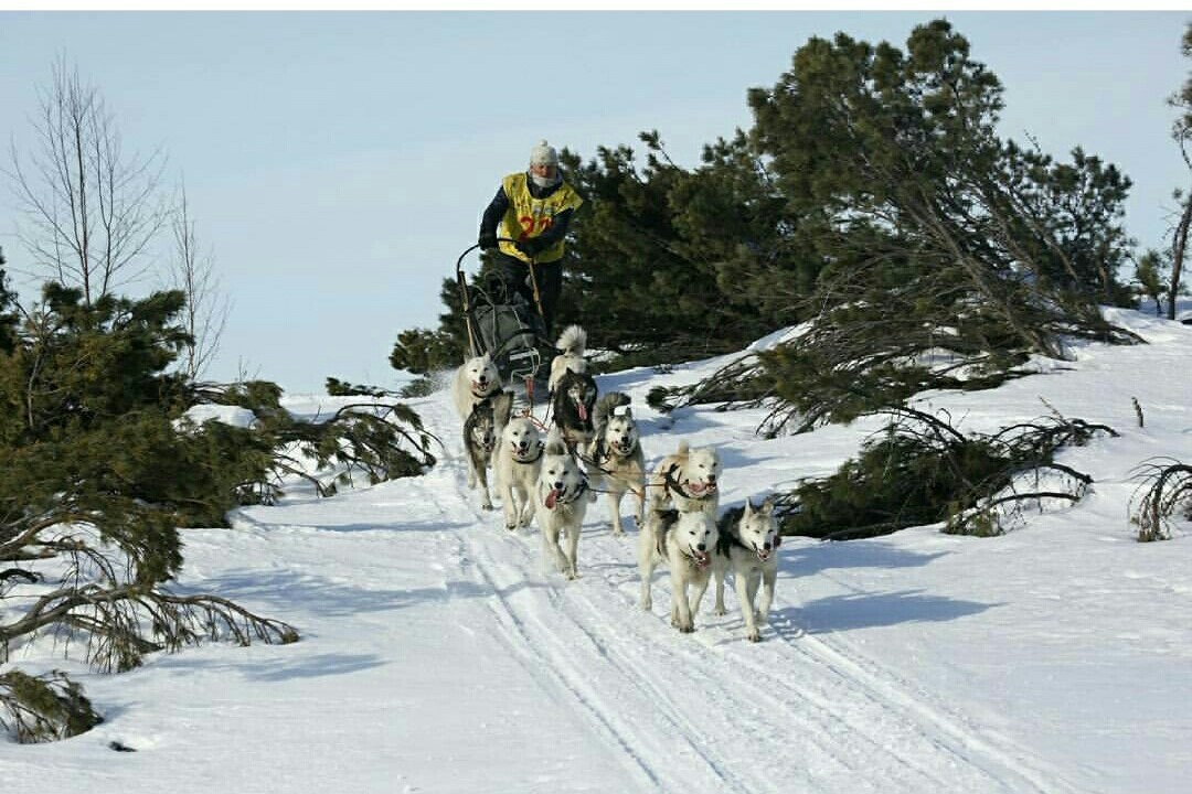 Beringia 2018. For the Guinness record. Start. - Husky, Kamchatka, The race, Dog sled, Beringia, Start, Guinness Book of Records, Longpost