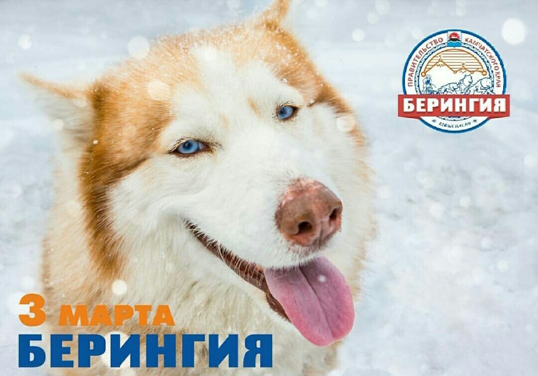 Beringia 2018. For the Guinness record. Start. - Husky, Kamchatka, The race, Dog sled, Beringia, Start, Guinness Book of Records, Longpost