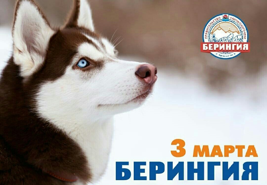 Beringia 2018. For the Guinness record. Start. - Husky, Kamchatka, The race, Dog sled, Beringia, Start, Guinness Book of Records, Longpost