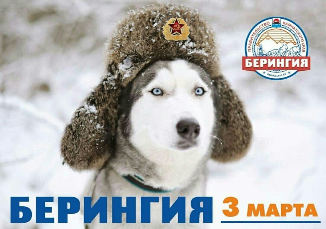 Beringia 2018. For the Guinness record. Start. - Husky, Kamchatka, The race, Dog sled, Beringia, Start, Guinness Book of Records, Longpost