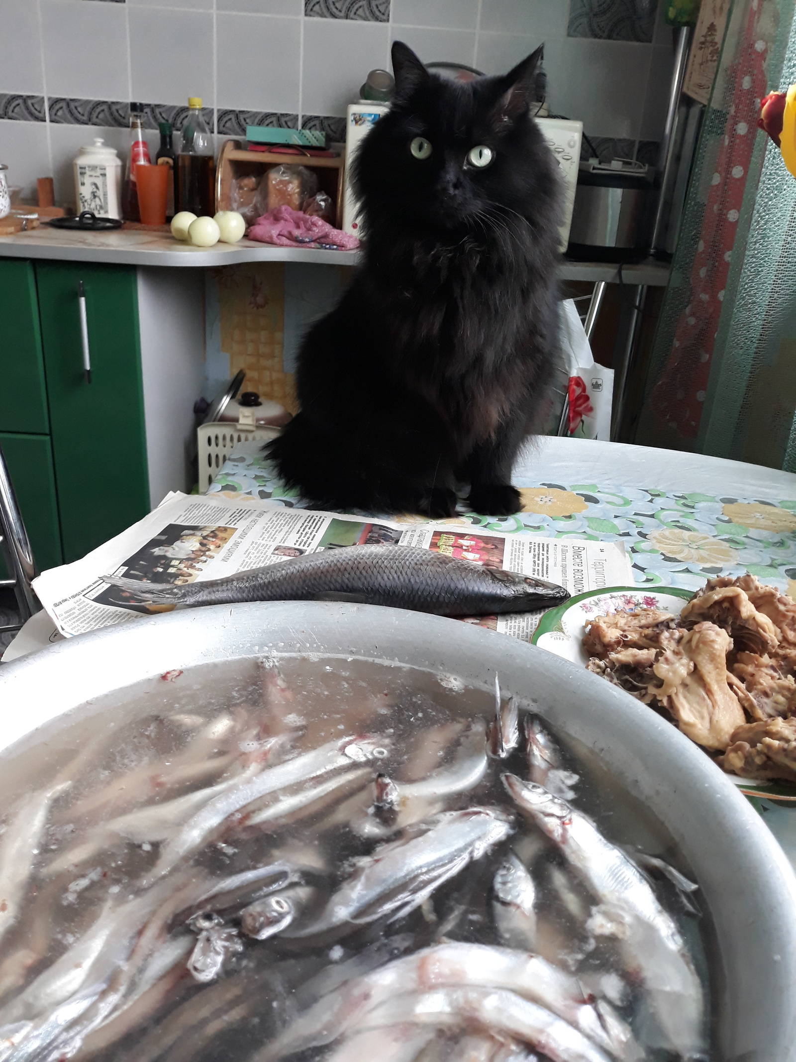 So guys, where do you start? - My, cat, Food, Longpost, A fish, The photo