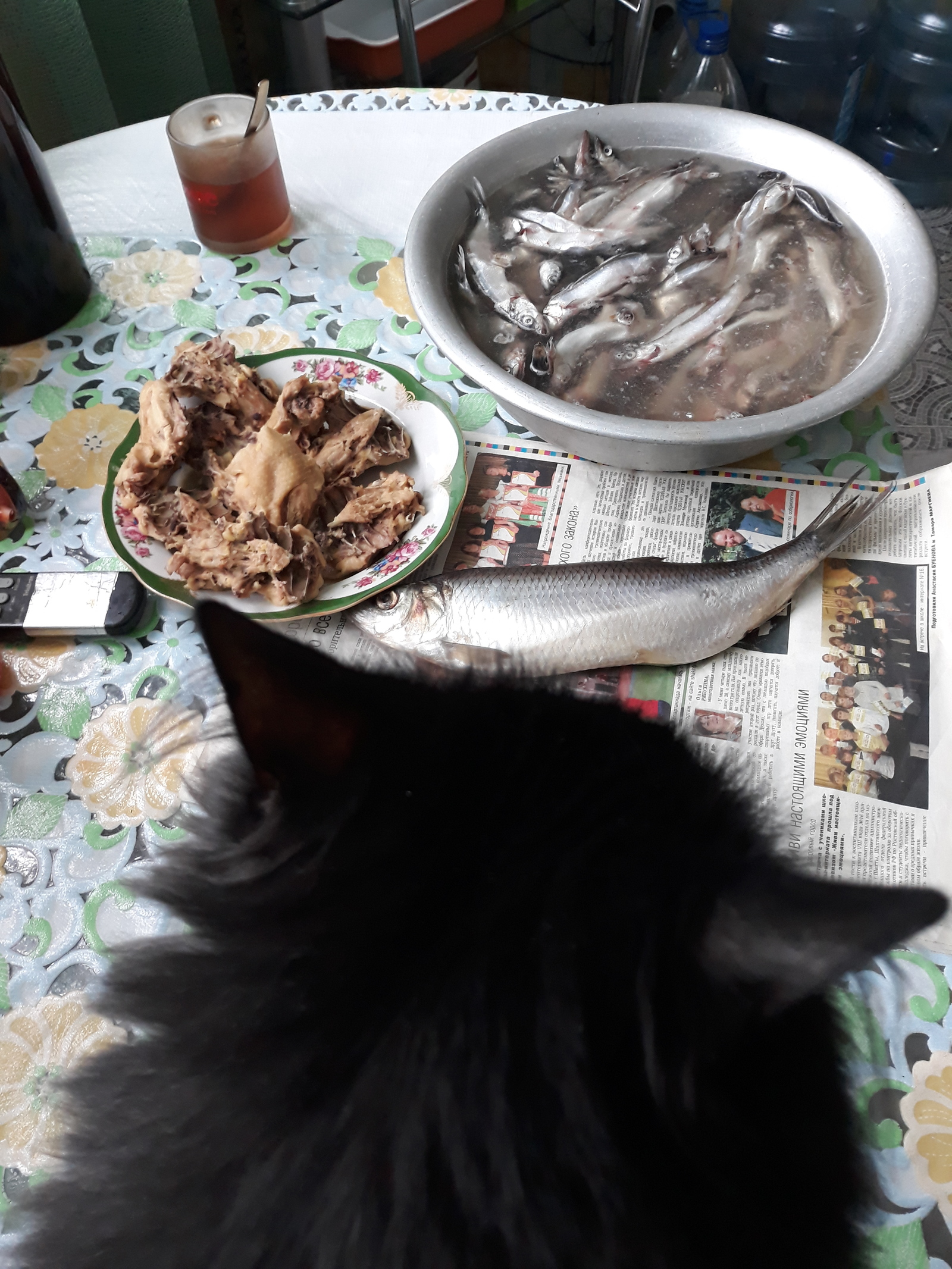 So guys, where do you start? - My, cat, Food, Longpost, A fish, The photo