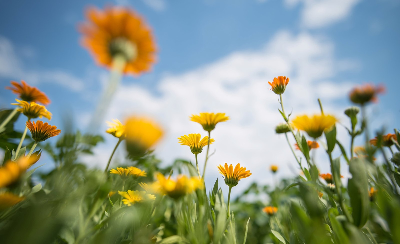 Memories of Summer. - My, Nature, Landscape, Photographer, Summer, Flowers, Nikon, Longpost, 