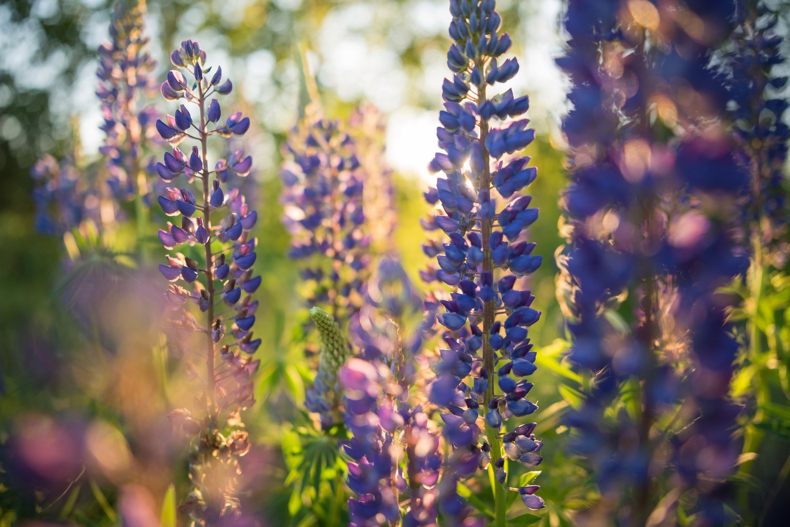 Memories of Summer. - My, Nature, Landscape, Photographer, Summer, Flowers, Nikon, Longpost, 