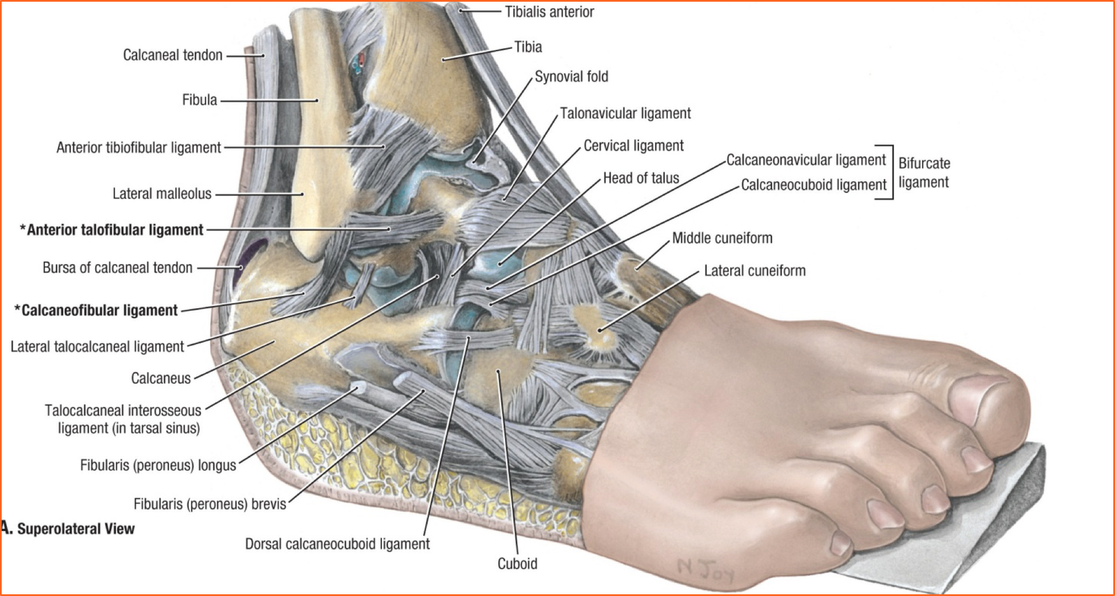 Голеностопный сустав анатомия строение. Связки голеностопного сустава анатомия. Голеностопный сустав анатомия строение связки. Связки и сухожилия голеностопного сустава анатомия.