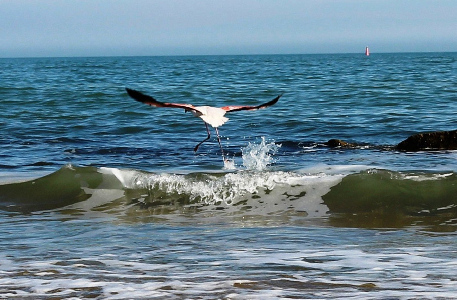 A new resident on the coast of Feodosia - Crimea, Feodosia, Flamingo, Longpost, The photo