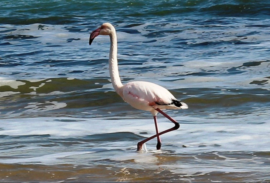 A new resident on the coast of Feodosia - Crimea, Feodosia, Flamingo, Longpost, The photo