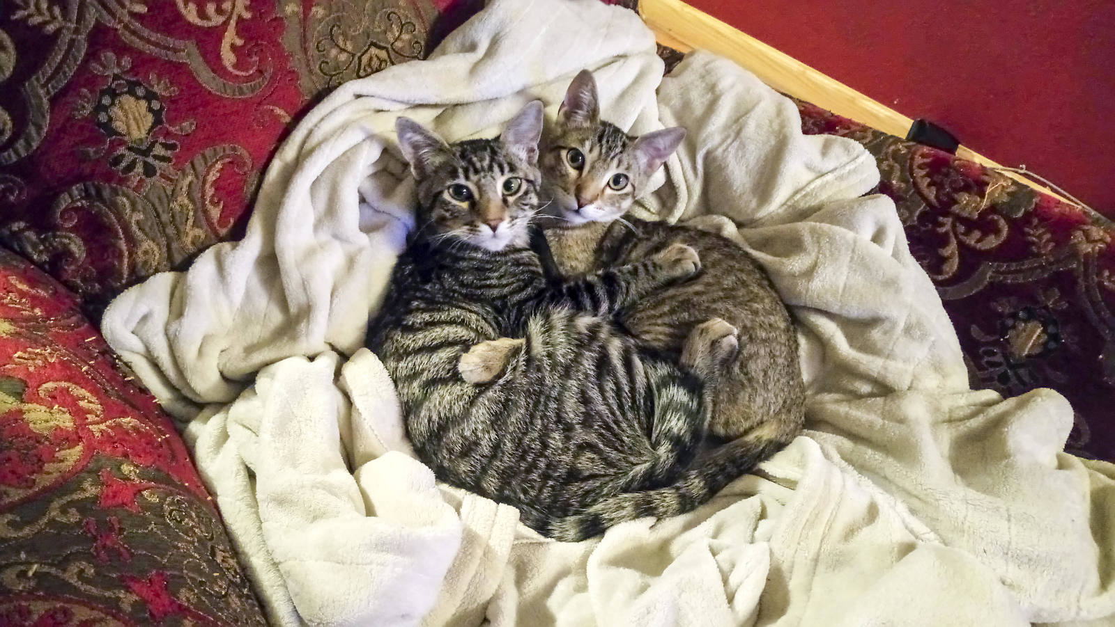 nest of seals - cat, Catomafia, Nest, Pair