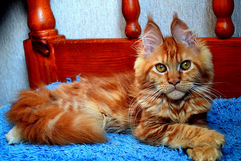 Here is a cat, another kitten! And the look! Maine Coon breed. - cat, Maine Coon, Pet, Longpost, Pets