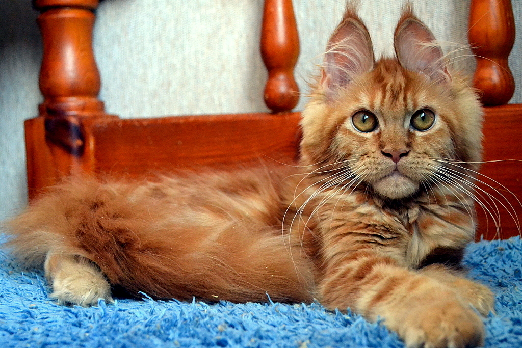 Here is a cat, another kitten! And the look! Maine Coon breed. - cat, Maine Coon, Pet, Longpost, Pets