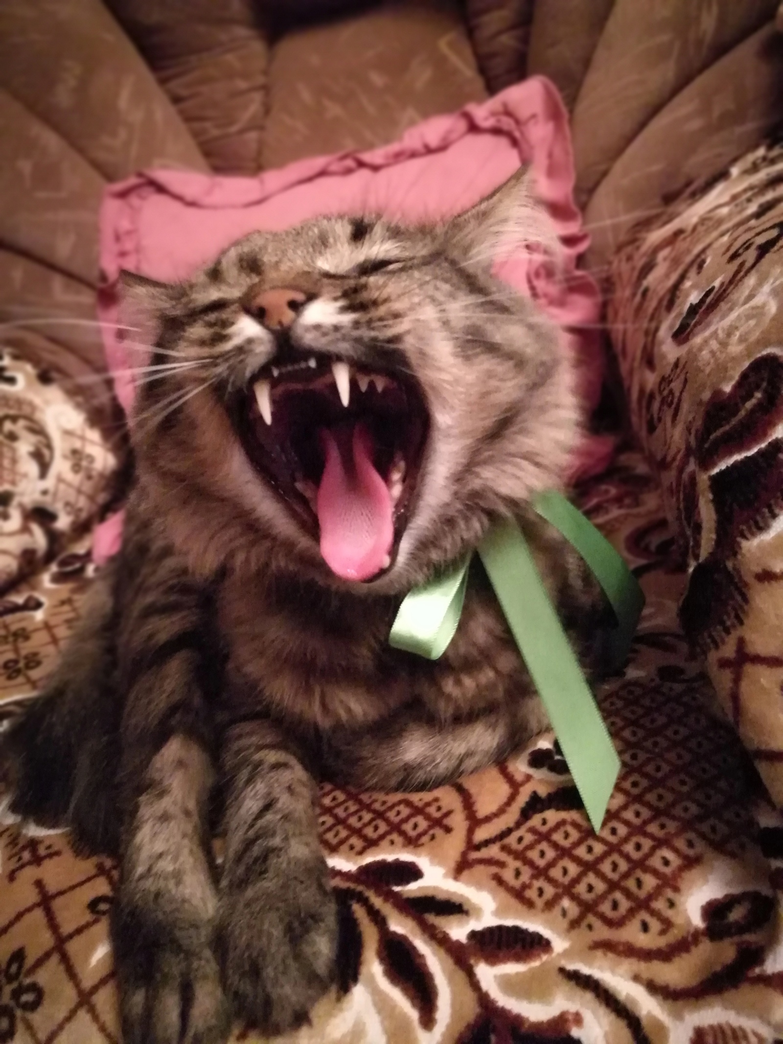 Yawned) - My, cat, Teeth