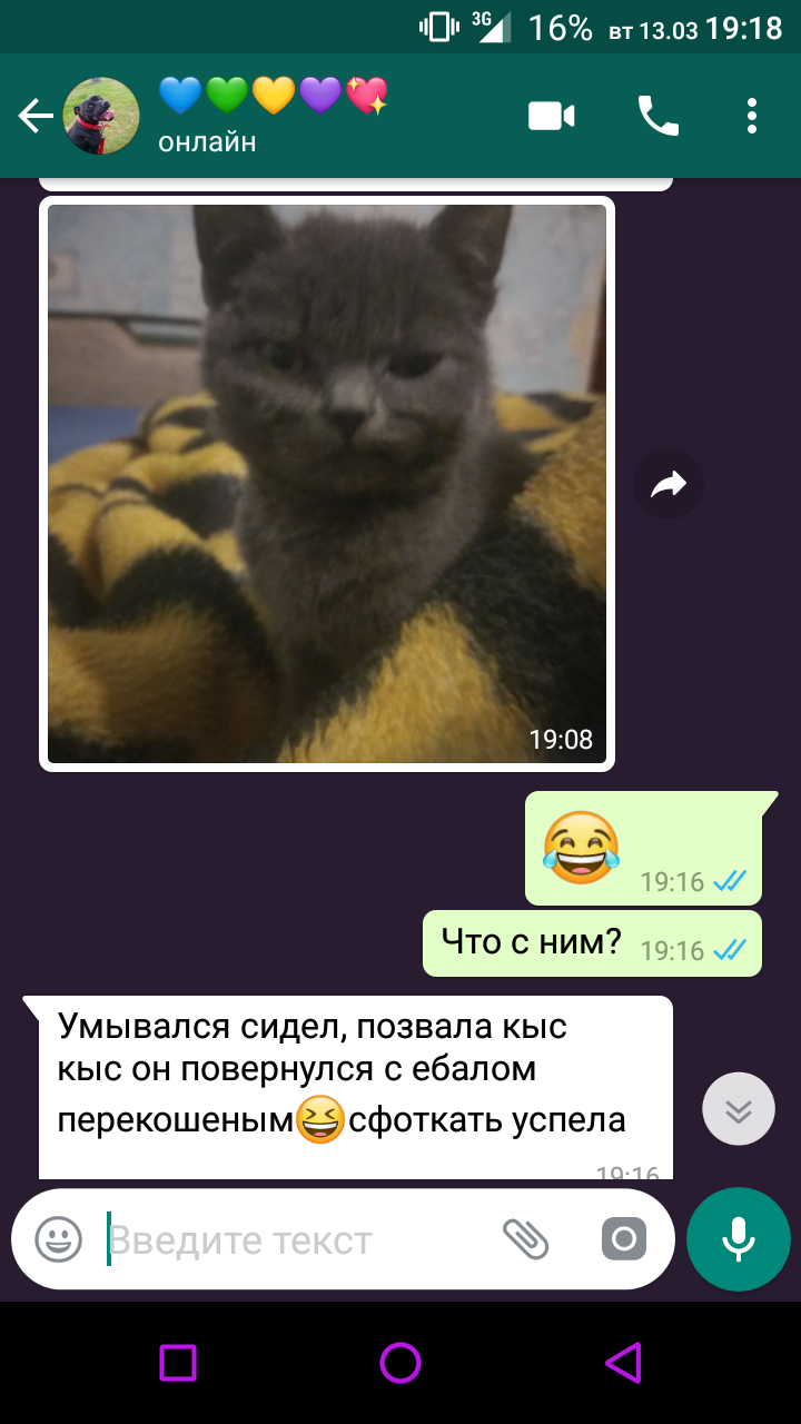 Недовольство. - Кот, Недовольство, Whatsapp, Скриншот