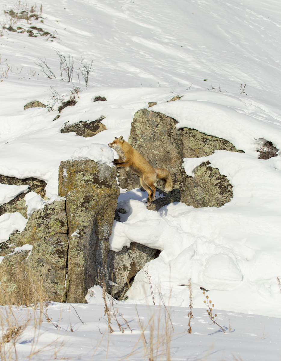 The Magic of Communication 1-2018. - Fox, Communication, Artur Murzakhanov, , Not mine, Longpost, Rock climbers