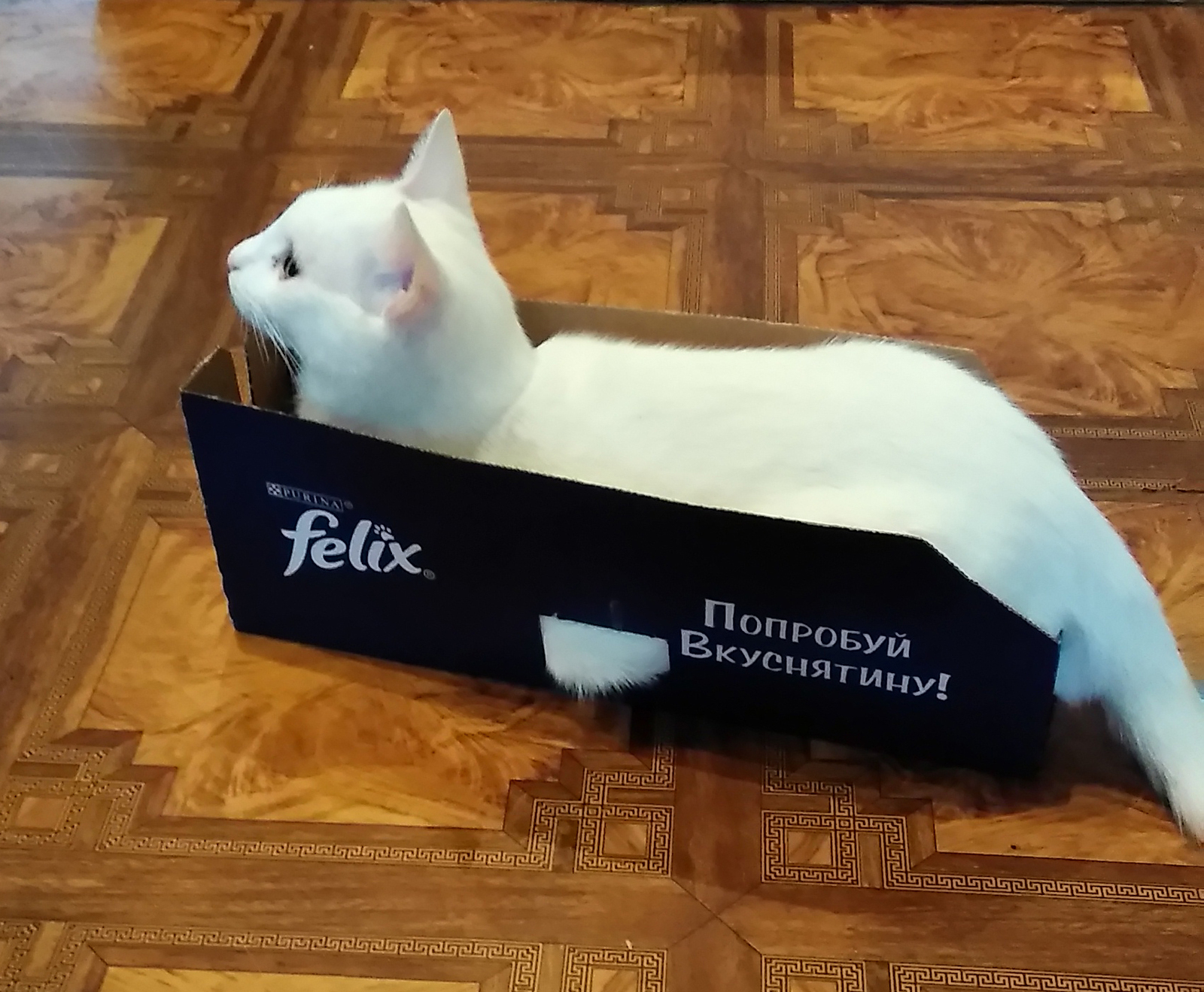 Котэ намекает... - Моё, Котомафия, Кот, Коробка, Felix