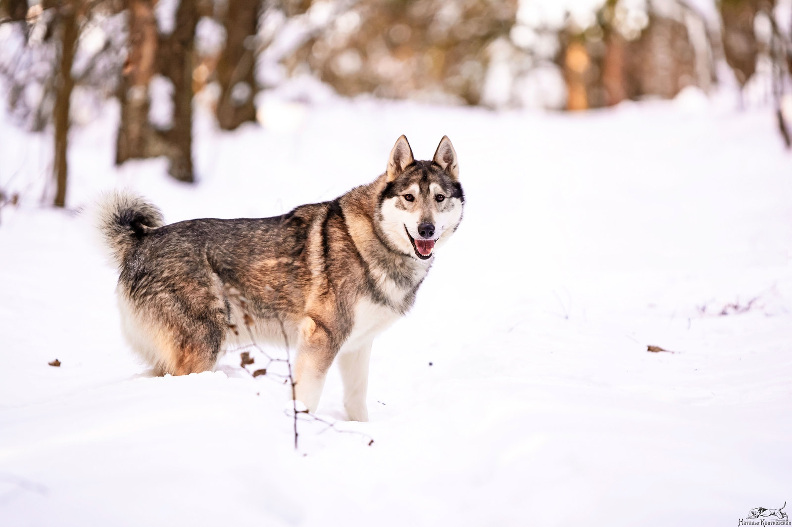 Western Sayan in its natural environment) - My, West Siberian Laika, Sheremetyevo Shelter, , Dog, Hunting dogs, Longpost