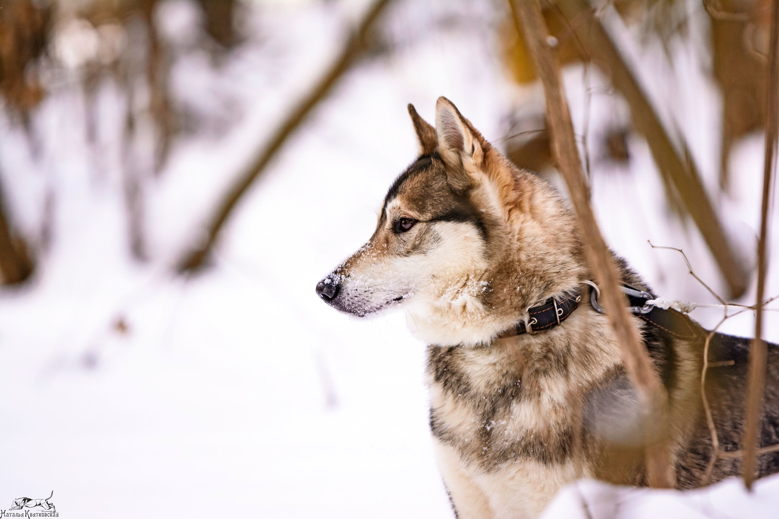 Western Sayan in its natural environment) - My, West Siberian Laika, Sheremetyevo Shelter, , Dog, Hunting dogs, Longpost