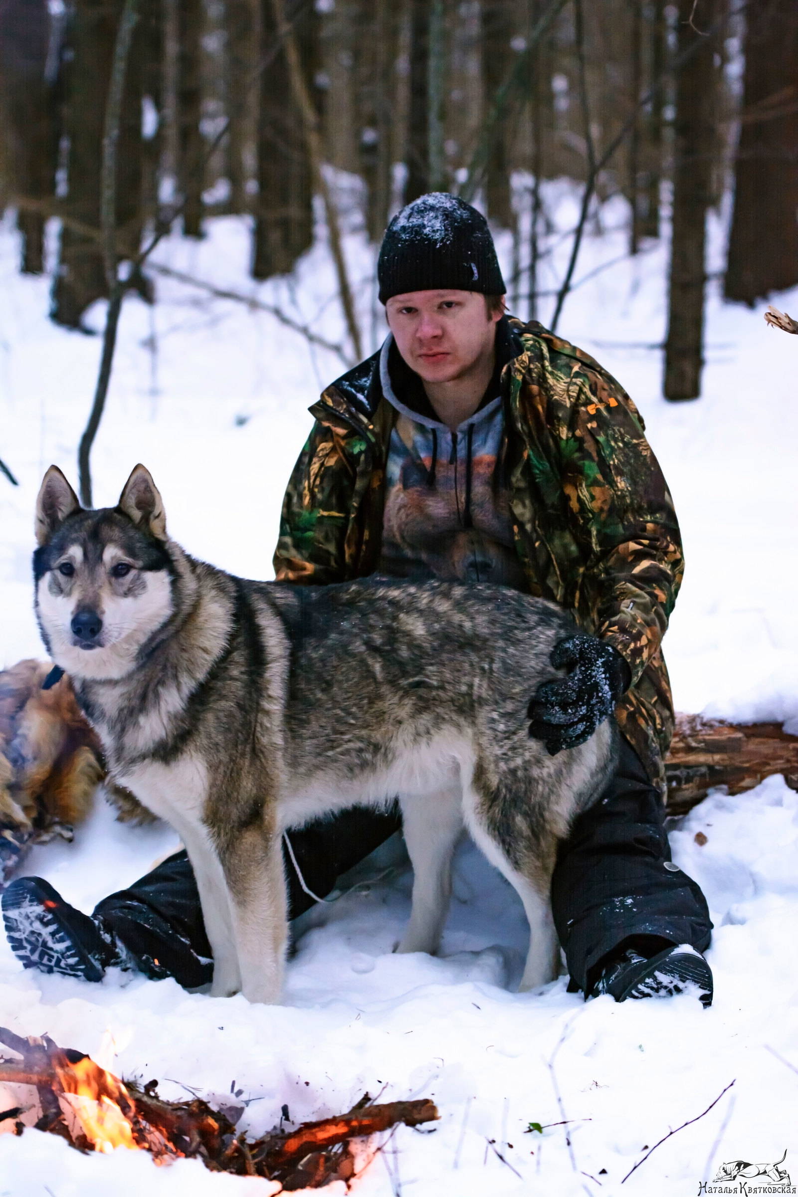 Western Sayan in its natural environment) - My, West Siberian Laika, Sheremetyevo Shelter, , Dog, Hunting dogs, Longpost