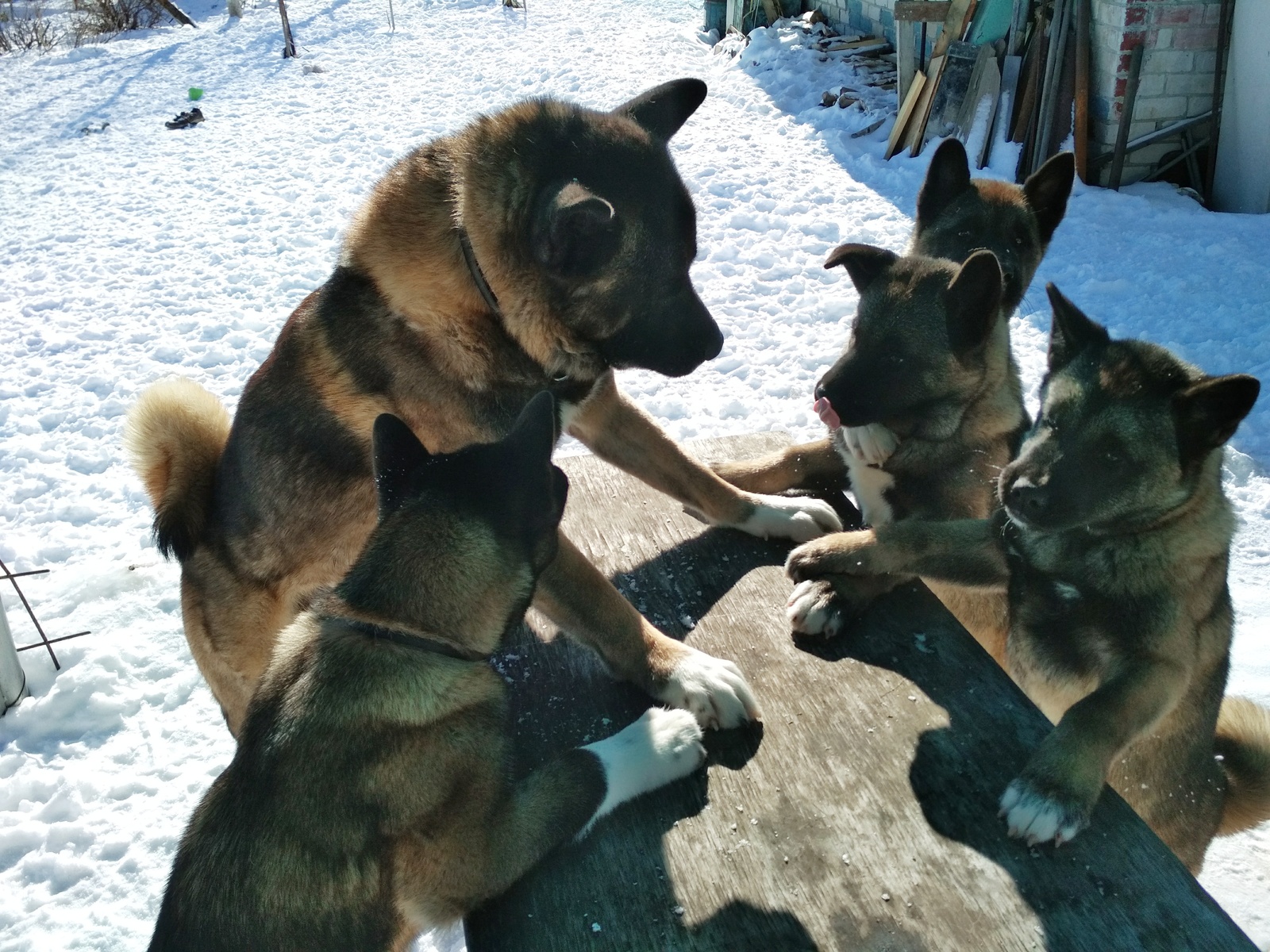 pack council - My, American Akita, Dog, Akita inu