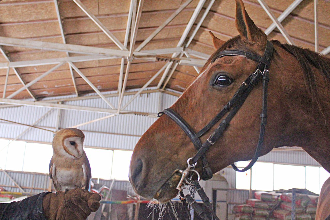 Meeting a horse with an owl - My, Owl, Horses, Horses, Birds, Barn owl, Longpost, The photo