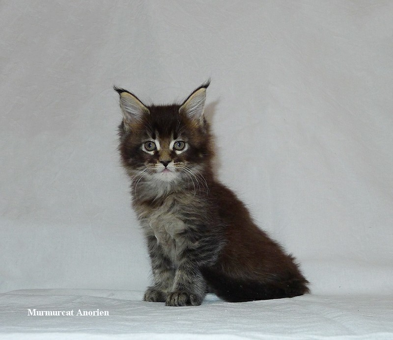 Maine Coons aged 0-45 days. - My, Maine Coon, cat, Catomafia, Kittens, Longpost