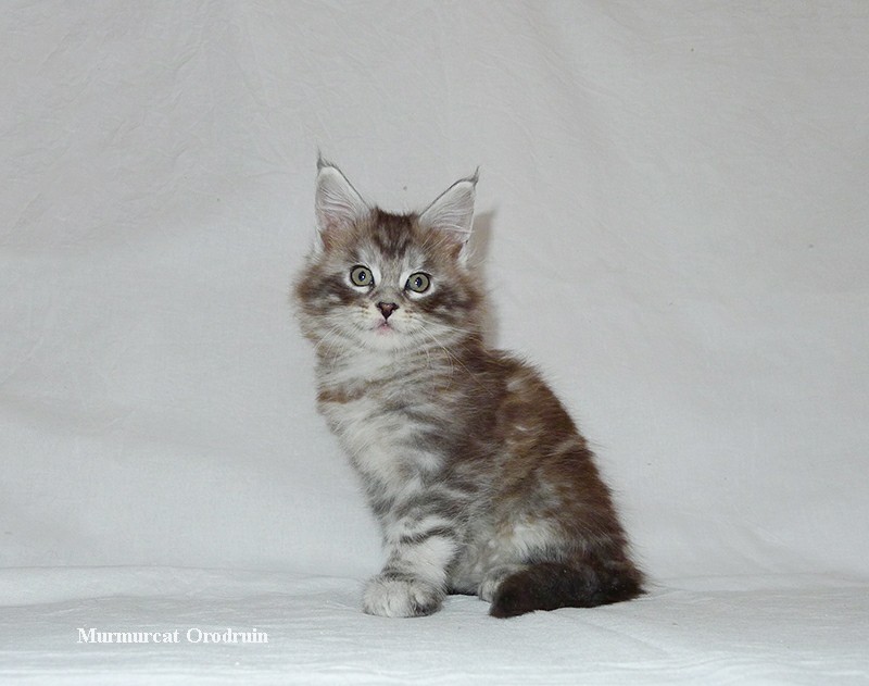 Maine Coons aged 0-45 days. - My, Maine Coon, cat, Catomafia, Kittens, Longpost