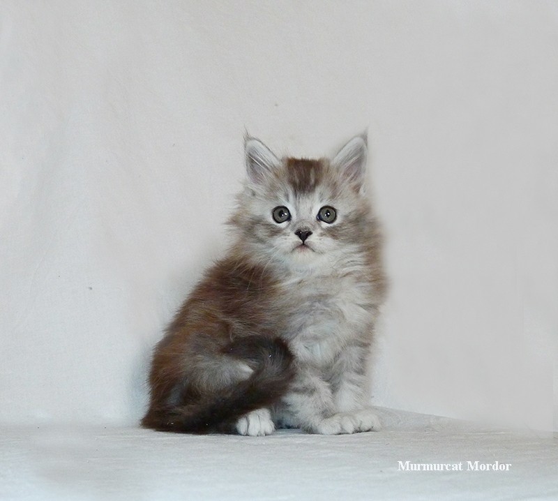 Maine Coons aged 0-45 days. - My, Maine Coon, cat, Catomafia, Kittens, Longpost