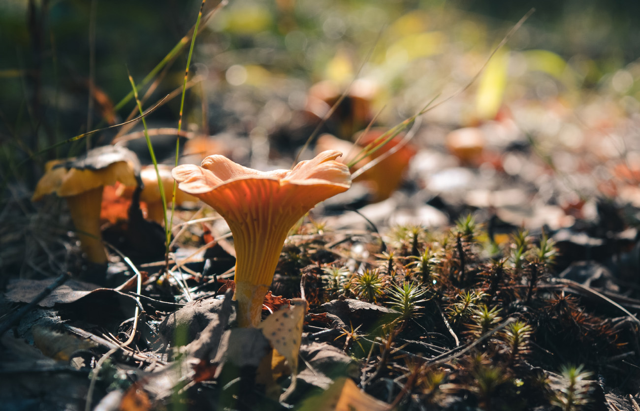 My random colorful selection - My, The photo, Landscape, Frost, Mushrooms, Nikon d5200, 18-55 kit, Longpost, Nature