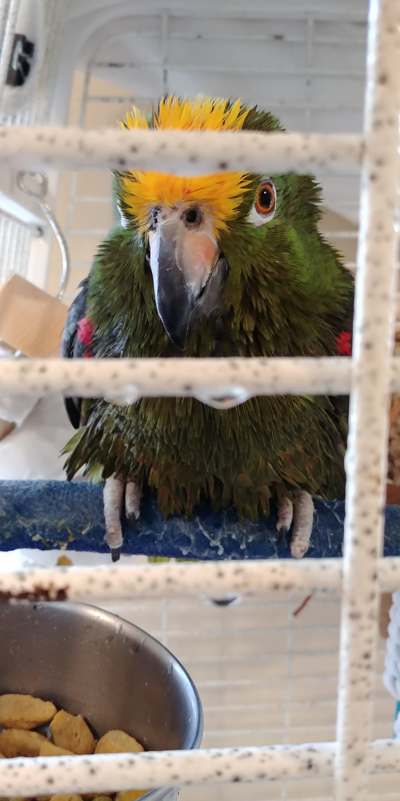 A few months ago, I volunteered at a parrot shelter. - My, A parrot, Birds, Cockatoo, Amazon parrot, Macaw parrots, Longpost