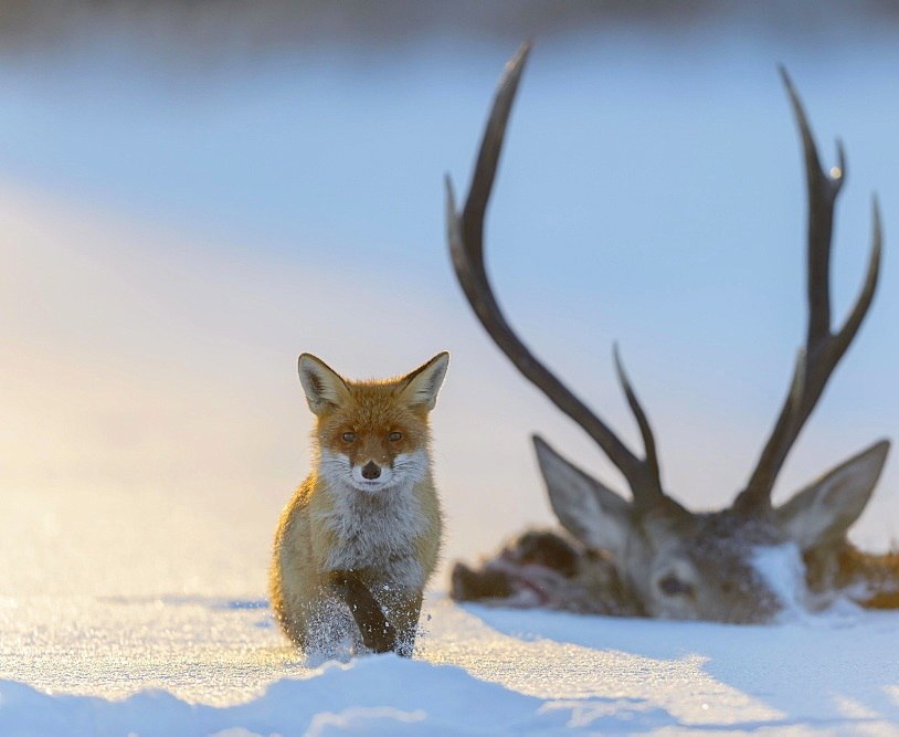 Like a new movie poster ^.^ - Fox, Deer, Animals, Deer