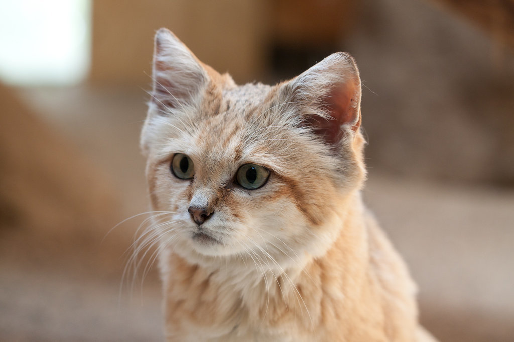 Sand cat - desert survival specialist - Nature, cat, Animals, Longpost