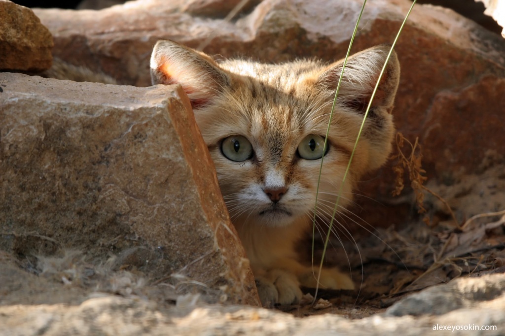 Sand cat - desert survival specialist - Nature, cat, Animals, Longpost