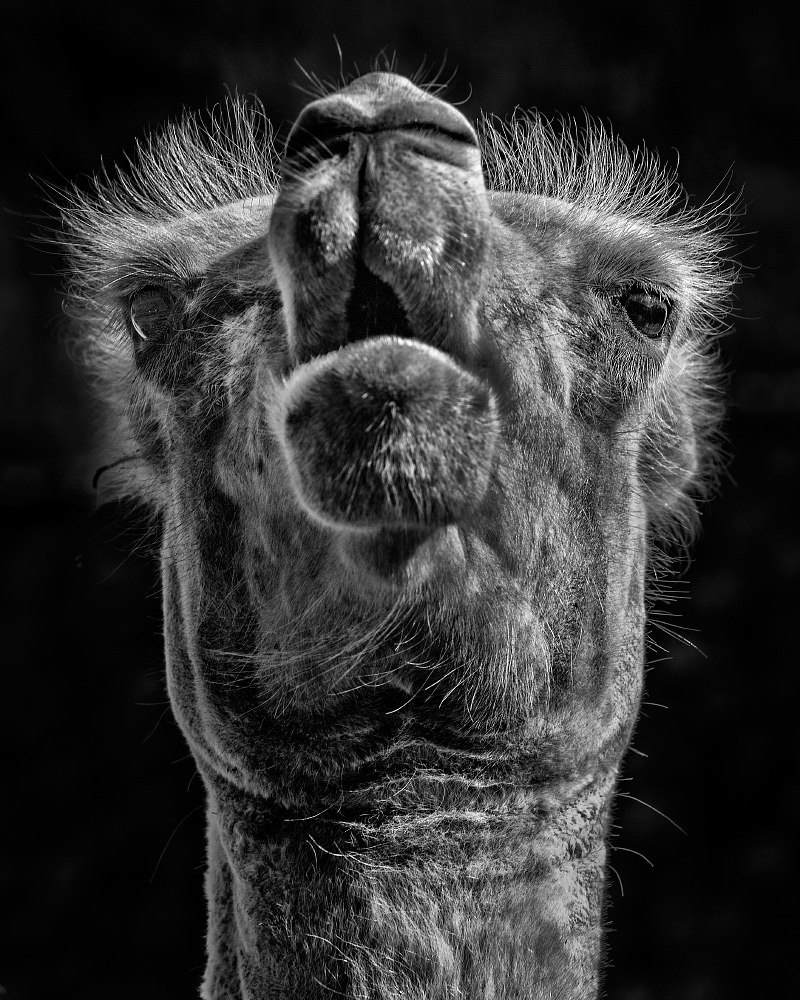 animal portraits - My, Portrait, Black and white photo, Monkey, Camels, Seal, a lion, Longpost