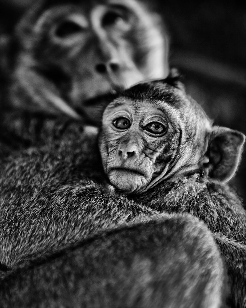 animal portraits - My, Portrait, Black and white photo, Monkey, Camels, Seal, a lion, Longpost