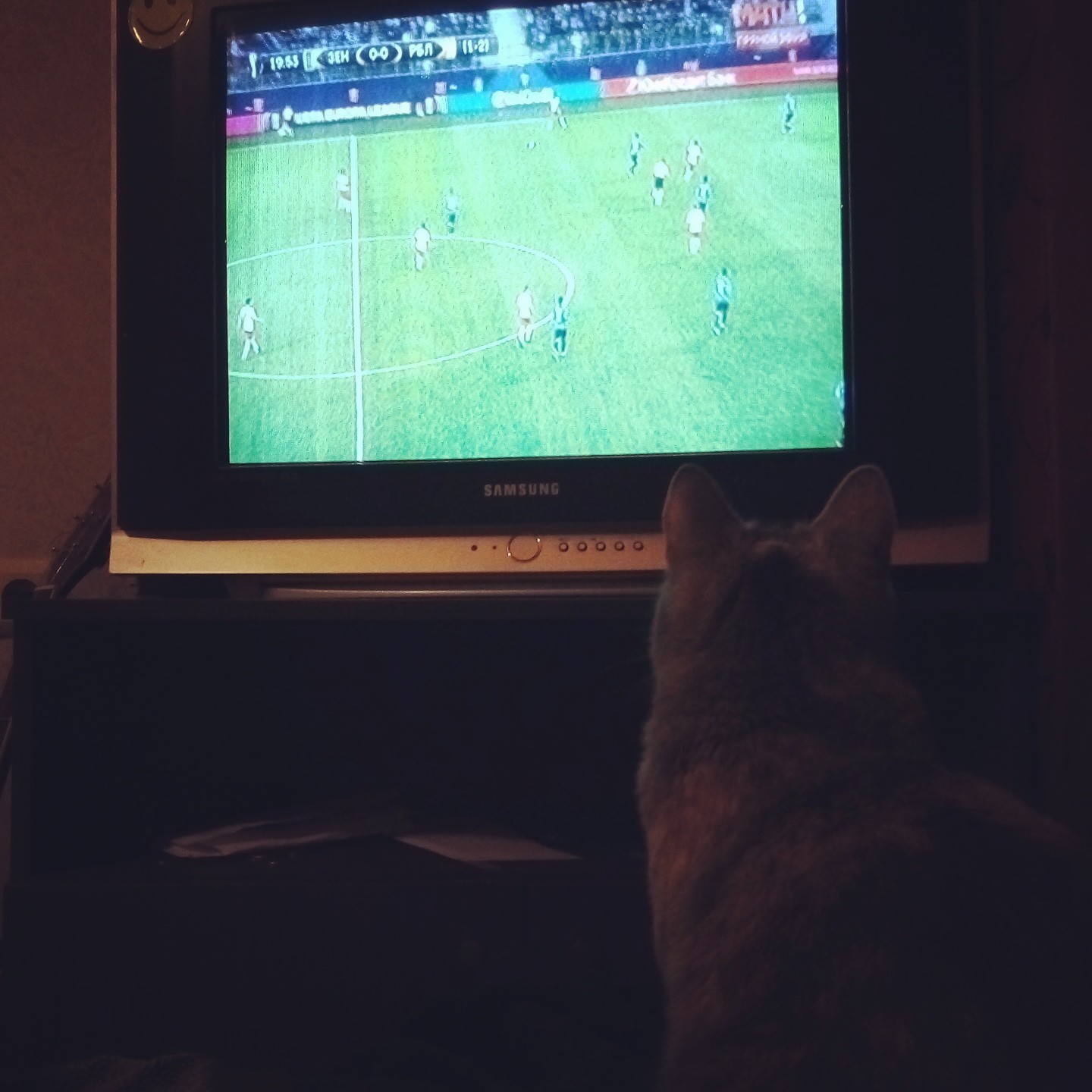 Sonya still hopes for Zenit, but I was rooting for Spartak :( - My, cat, Football, Болельщики