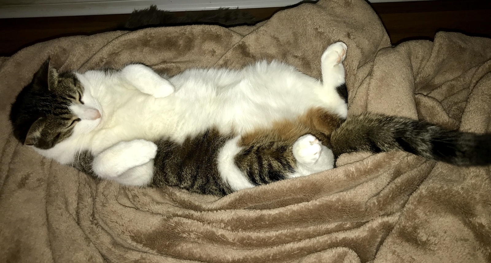 Спящий котик. | Пикабу