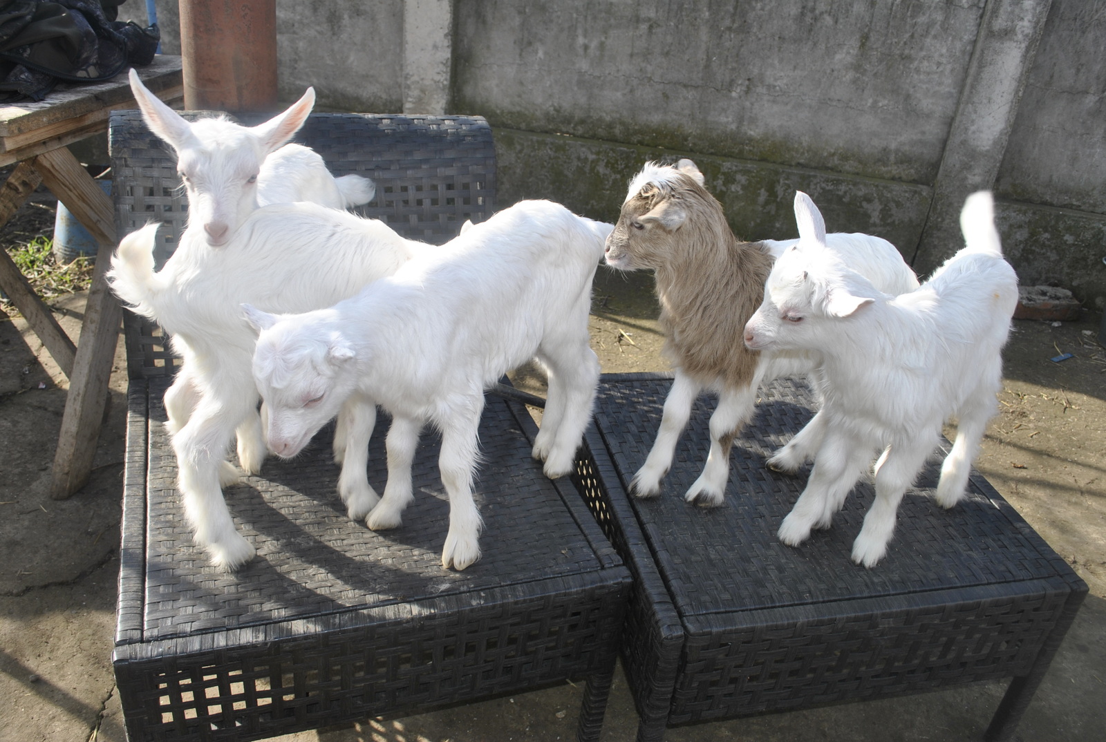 goats - My, My, Kid, Сельское хозяйство, Animals, Longpost, The photo