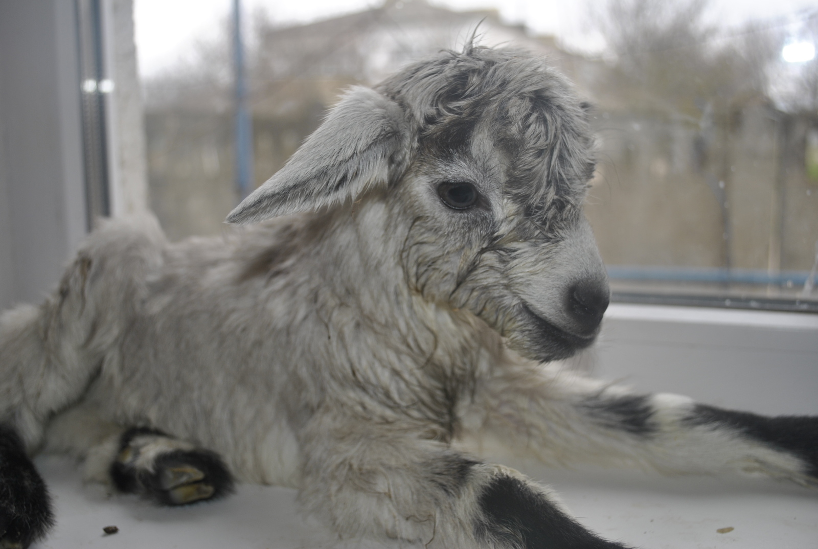 goats - My, My, Kid, Сельское хозяйство, Animals, Longpost, The photo