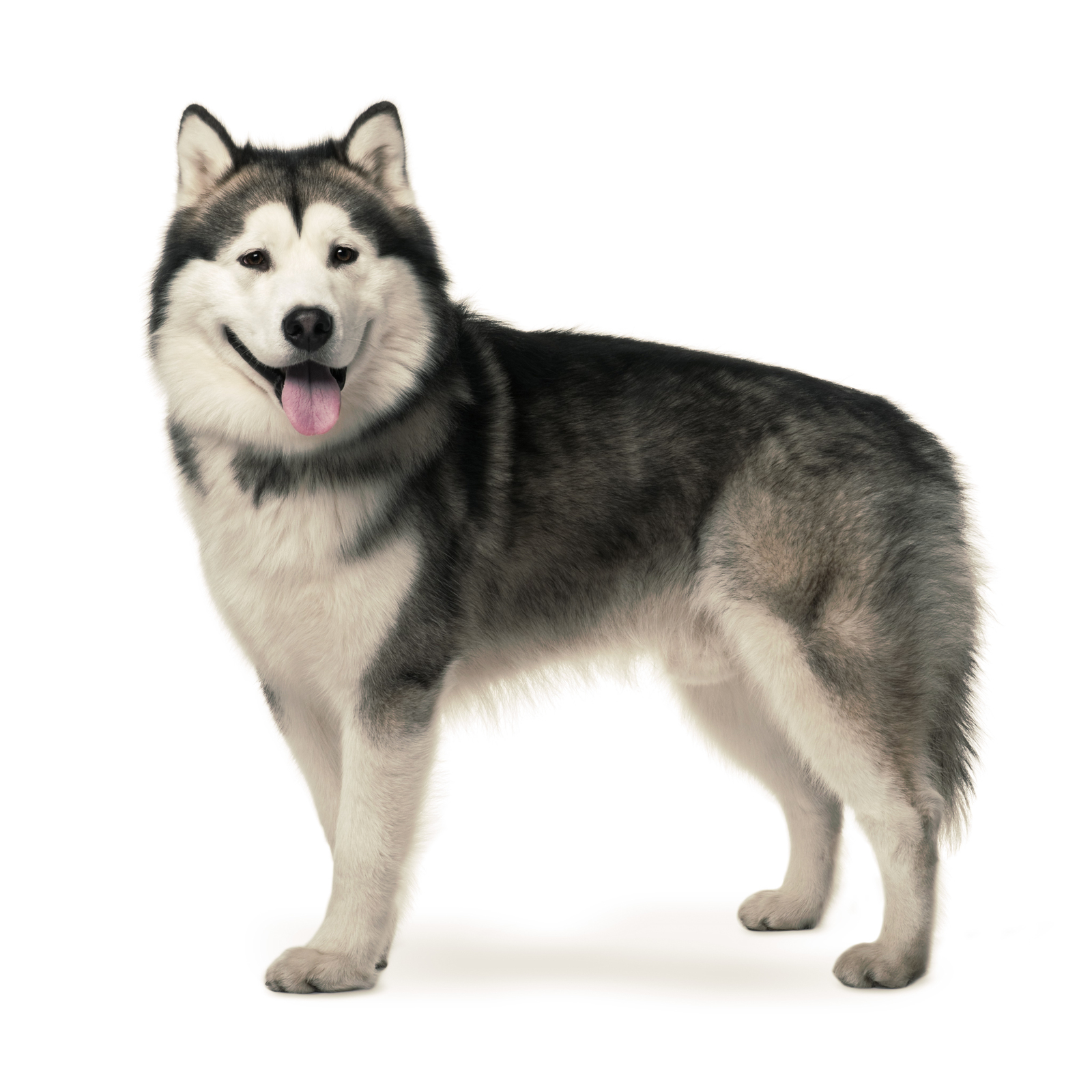 Alaskan Malamute killed after being confused with a wolf - Как так?, Alaskan Malamute, How?