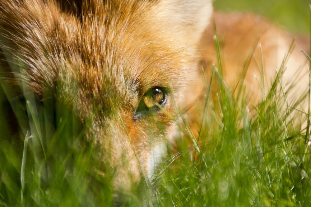 Fox in the grass - Wild animals, Fox, Nature, The photo