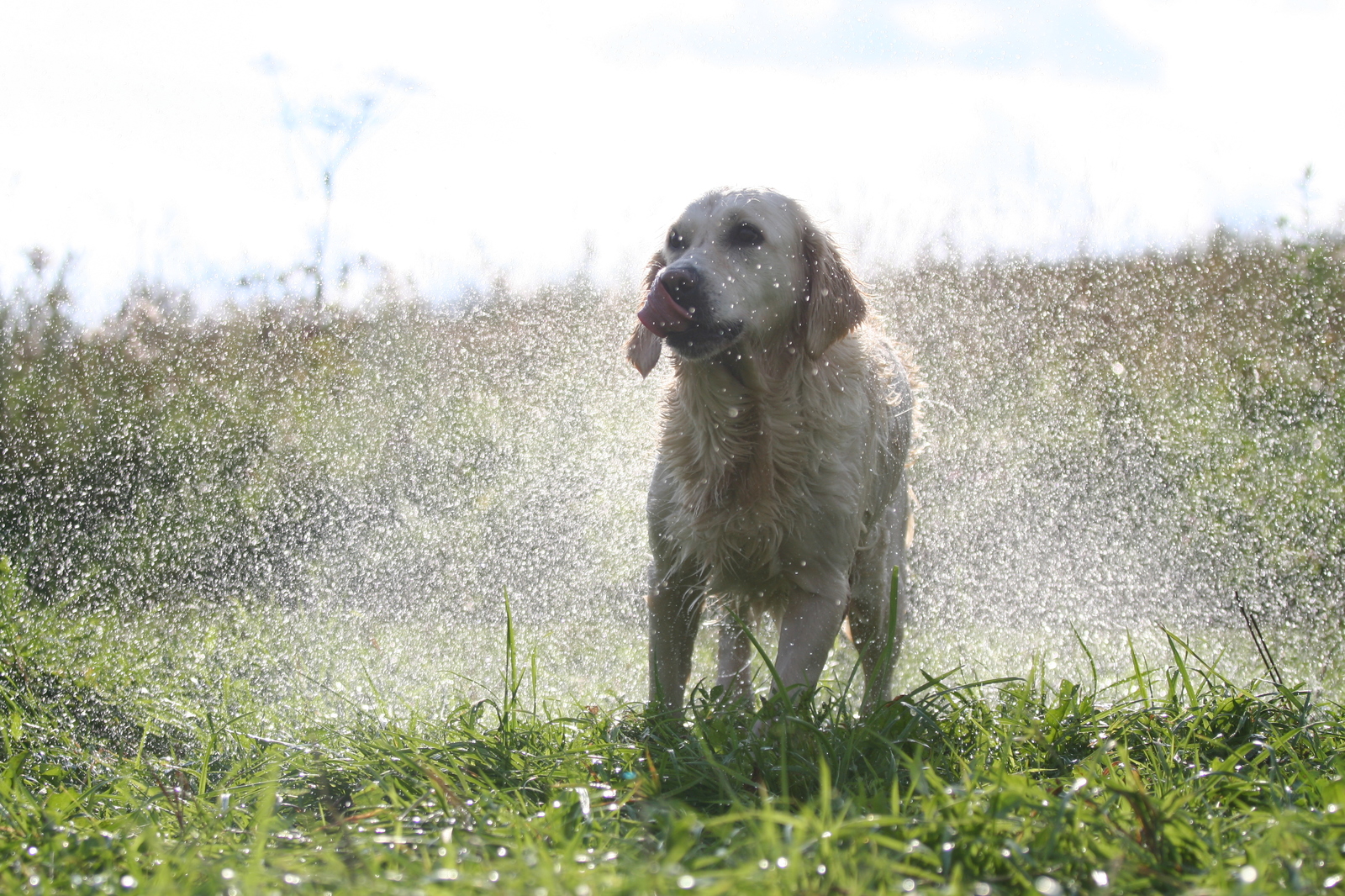 Summer's soon! :) - My, Golden retriever, Spray, The sun, Summer