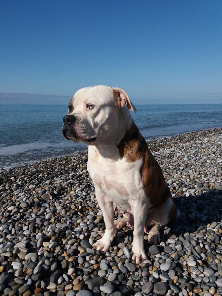 Family - My, American Bulldog, Dog, , Longpost