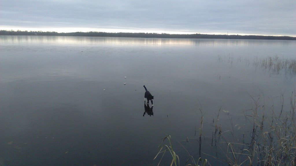 Apostle Andrew was fishing from the pier... - The photo, cat, Lake, Water