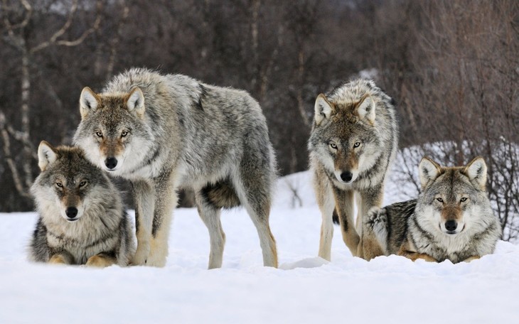 Wolves are hunted in the Vologda Oblast - Vologodskaya Oblast, Wolf, Grey, Vologda, Hunting, Shooting, Hunters Club, news, Video, Longpost