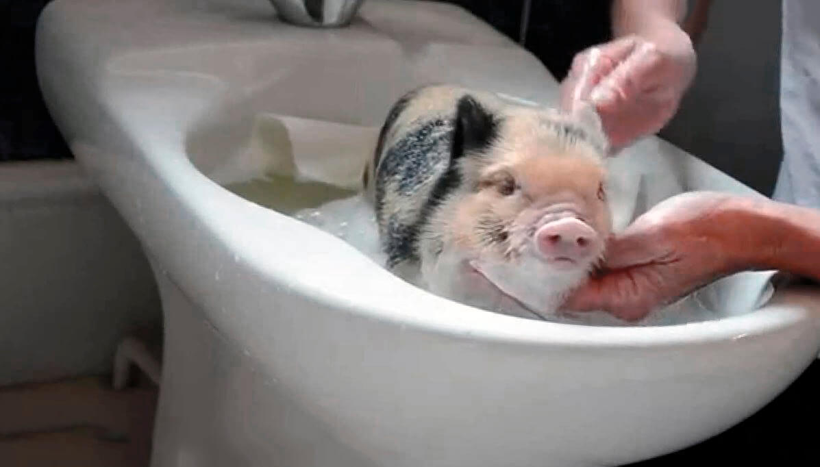 Mini pig: why not an option for a pet? - Mini Pig, Pets, Pet, Milota, Longpost, Pig, Piglet