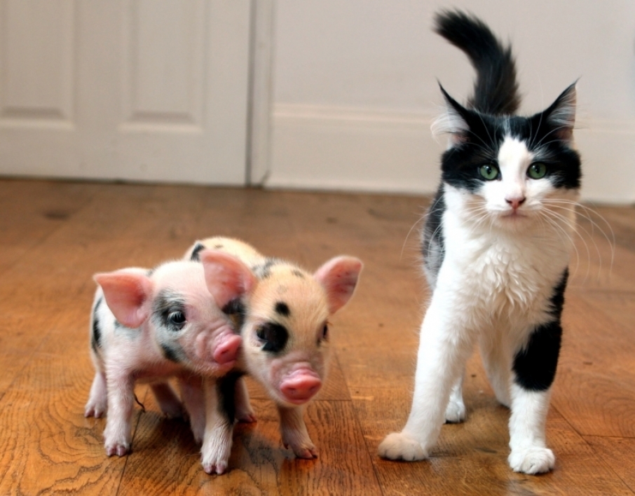 Mini pig: why not an option for a pet? - Mini Pig, Pets, Pet, Milota, Longpost, Pig, Piglet