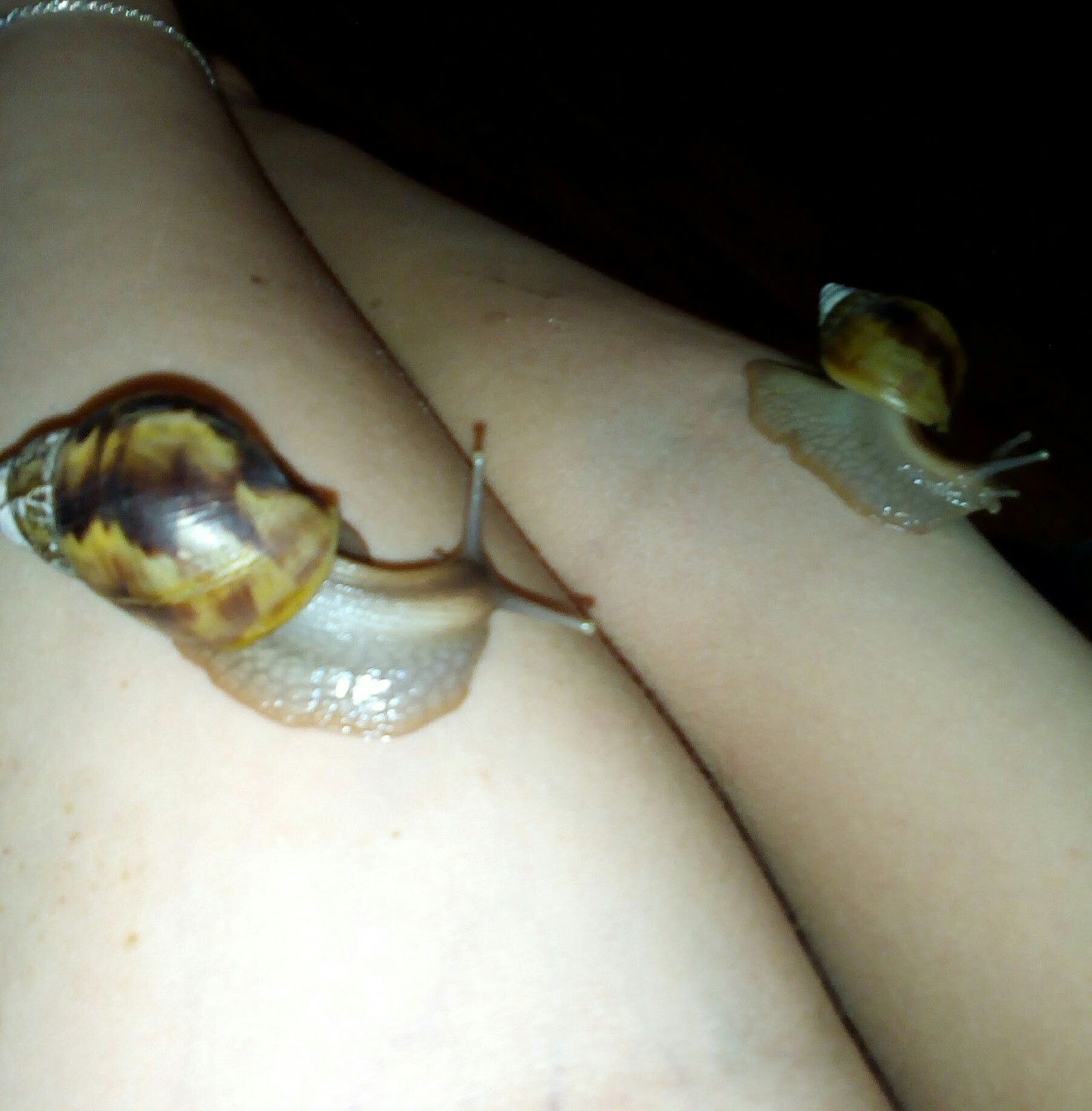 Cats are good, but here are the snails for you! - My, Snail, Achatina, Pets, Longpost