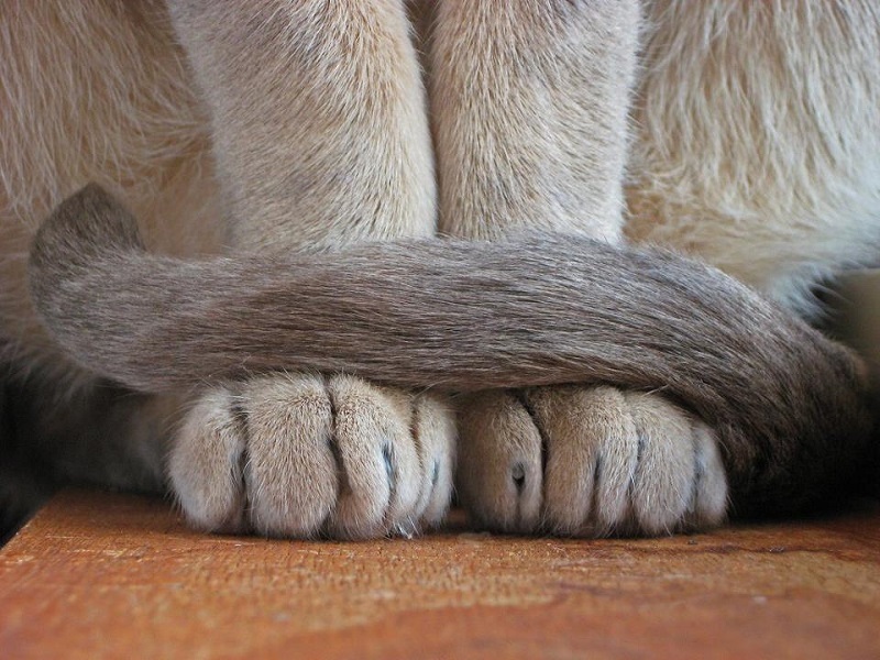cat paws - cat, Paws, I have paws, Longpost