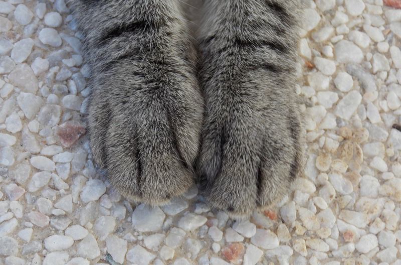 cat paws - cat, Paws, I have paws, Longpost