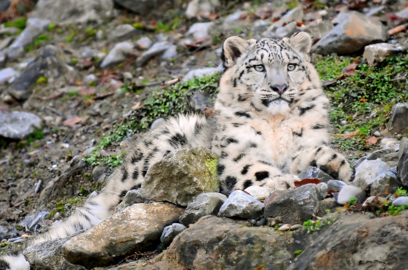 Snow Leopard - Snow Leopard, Longpost, Cat family, Wild animals, The photo